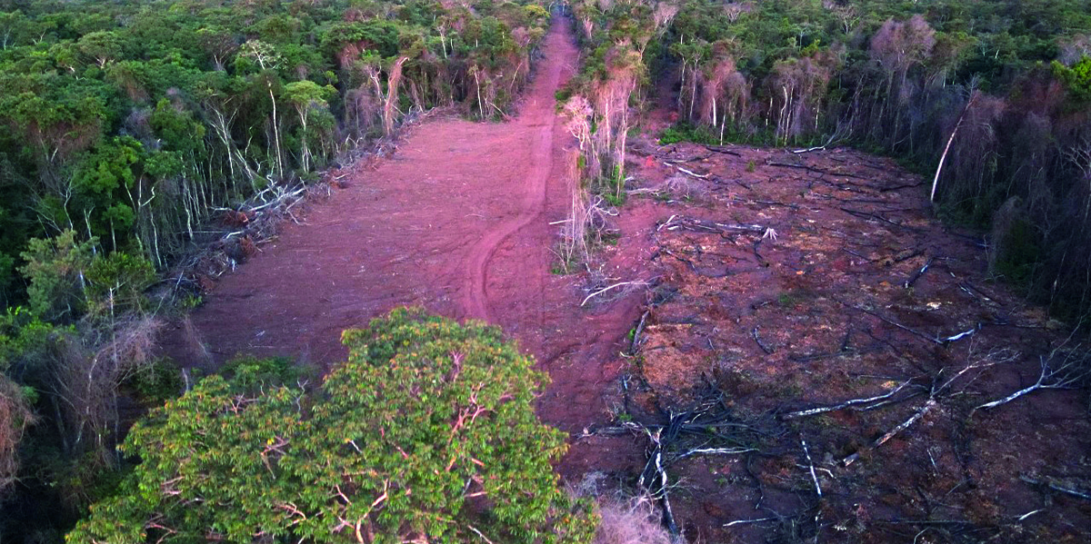 d-negocio-deforestacion-bolivia