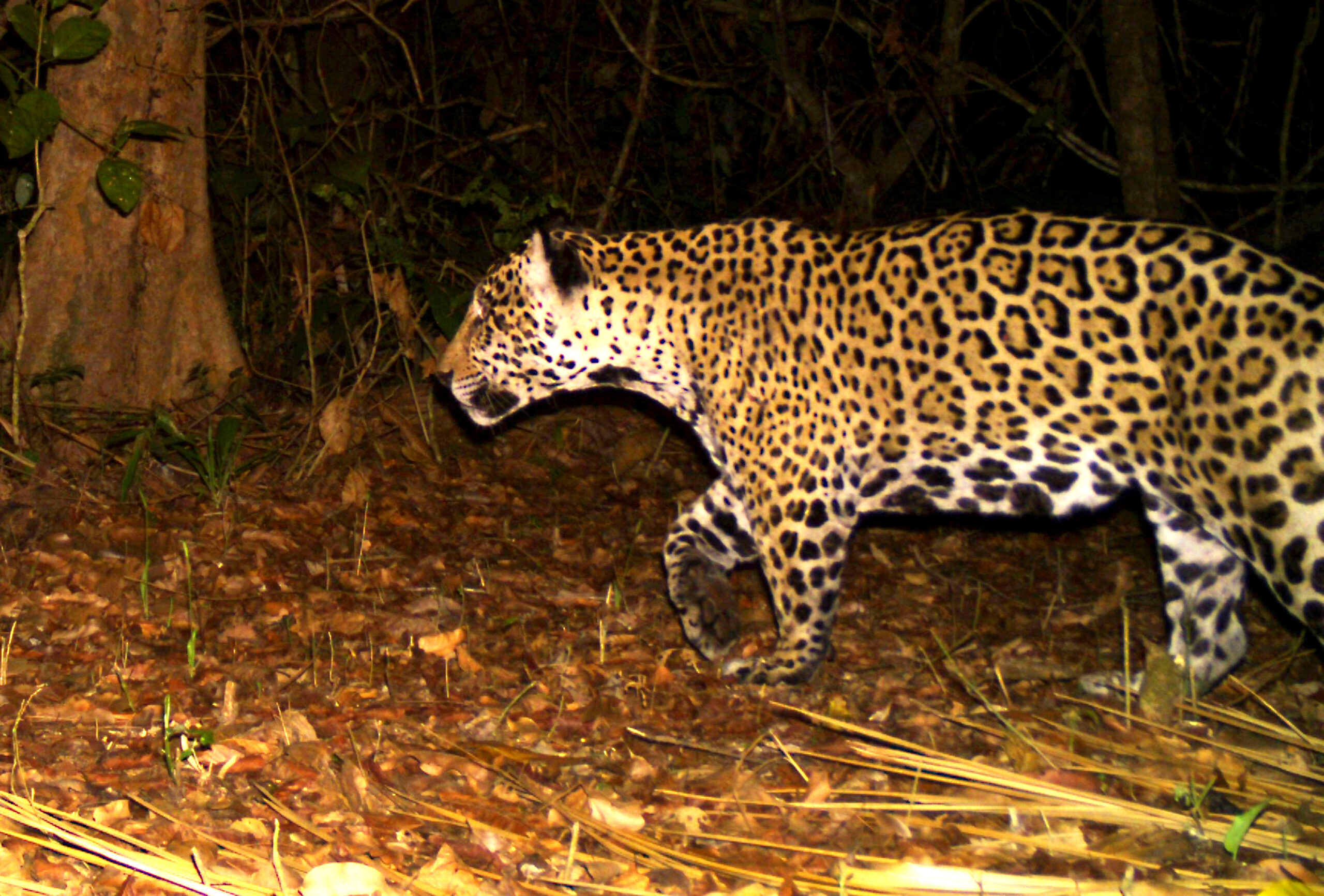 Un jaguar quedó inmortalizado con una cámara trampa que dispara automáticamente fotografías por un sensor de movimiento (Museo Noel Kempff Mercado – Panthera)