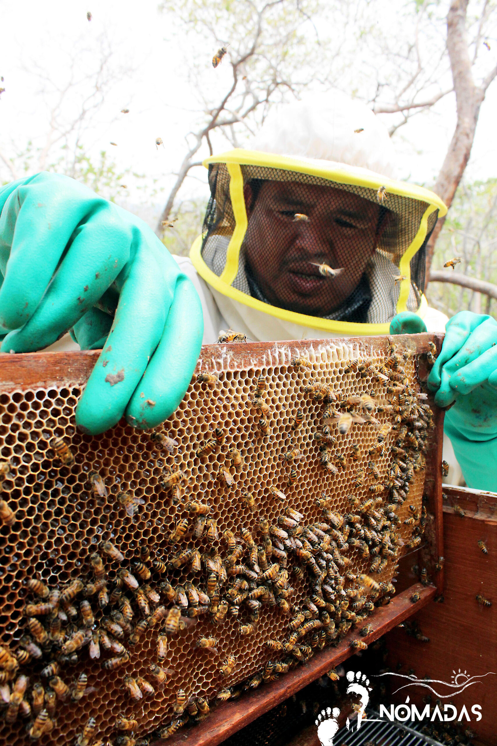 Cómo consumir polen de abeja? - Productos del Bosque Seco - tienda de la  miel