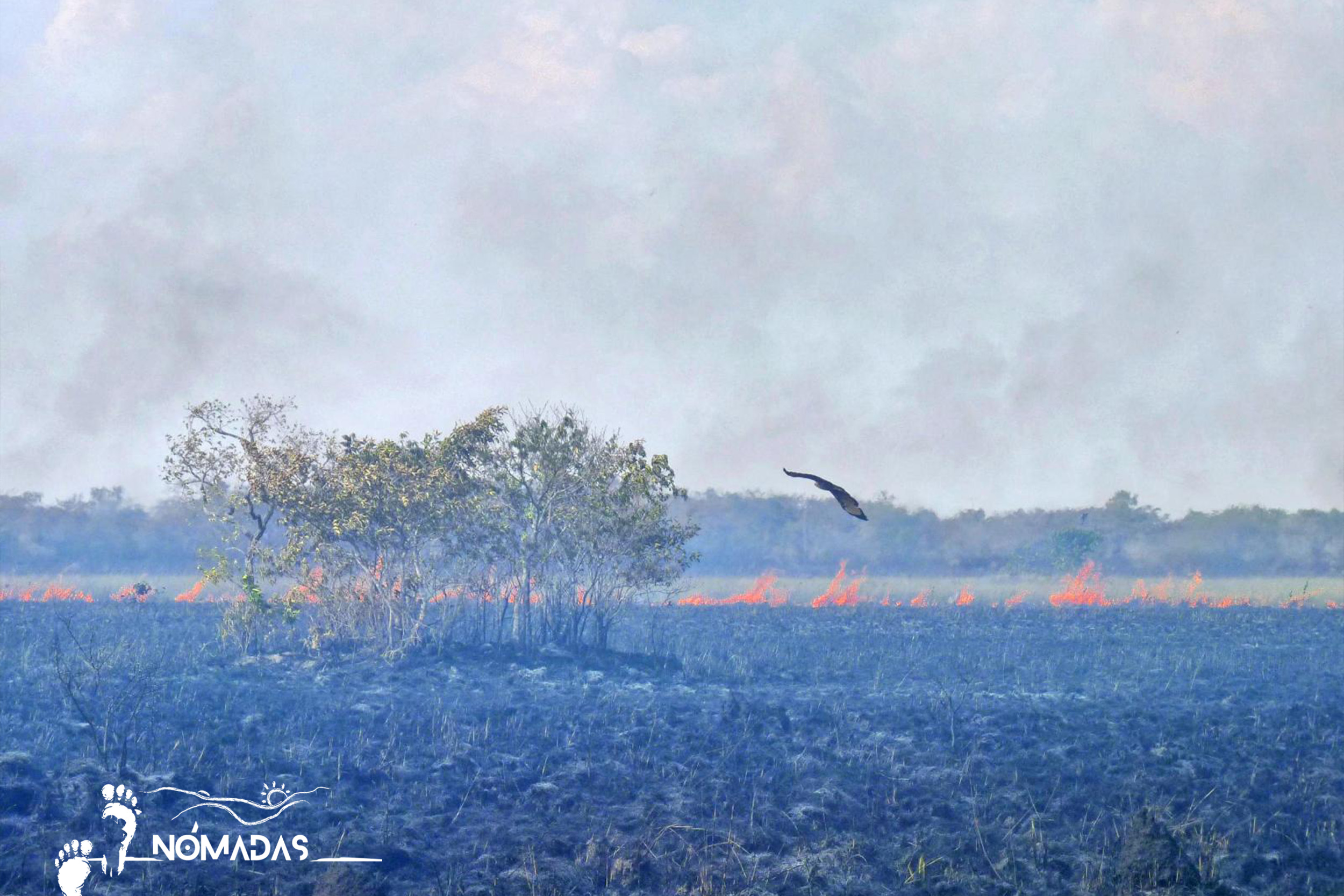 El humo de los incendios forestales ahoga a los bosques.

Foto: FAN/Luis Céspedes