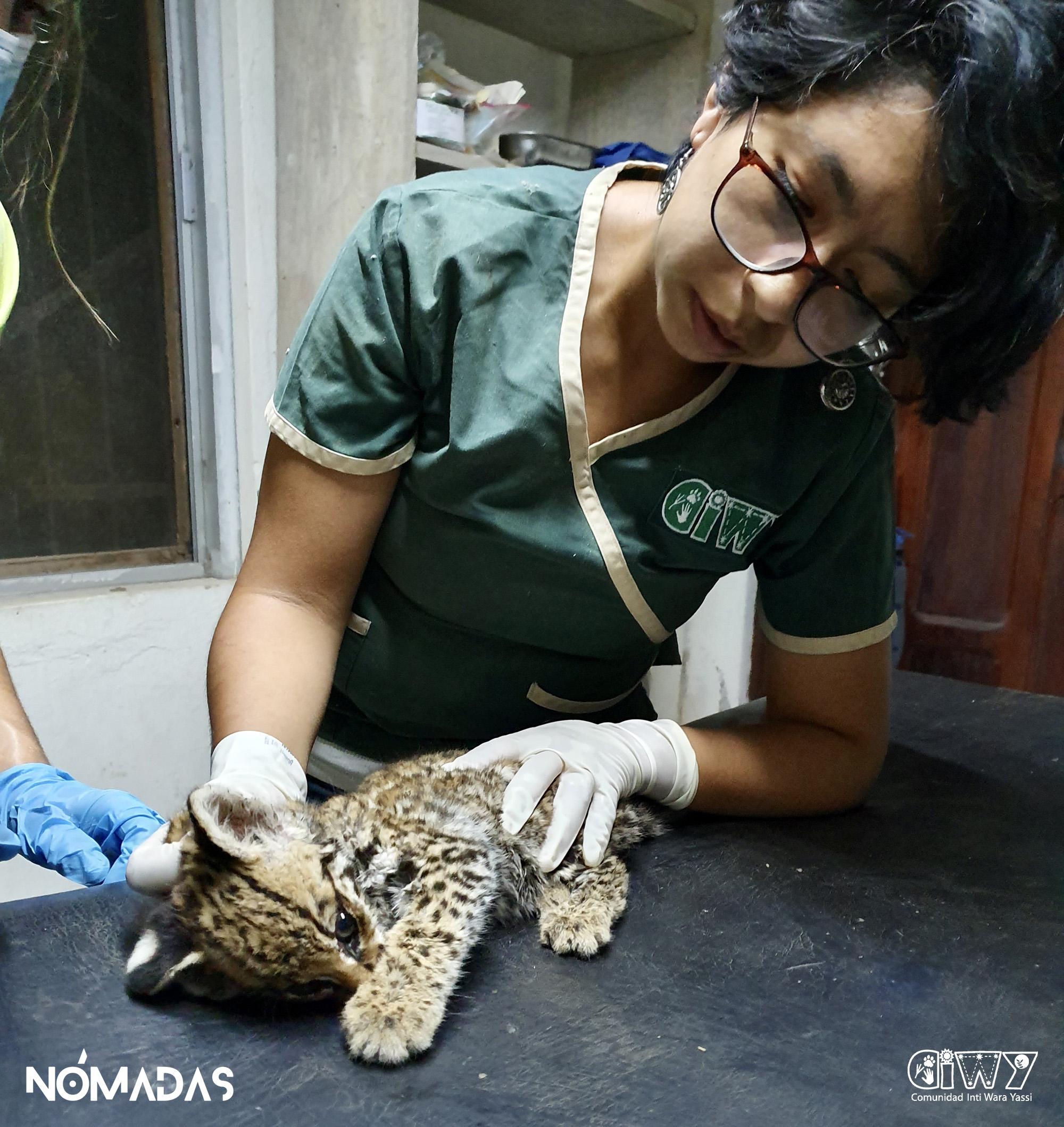 En el cuidado de ocelote rescatado, victima colateral de los incendios. / Foto: Archivo CIWY.