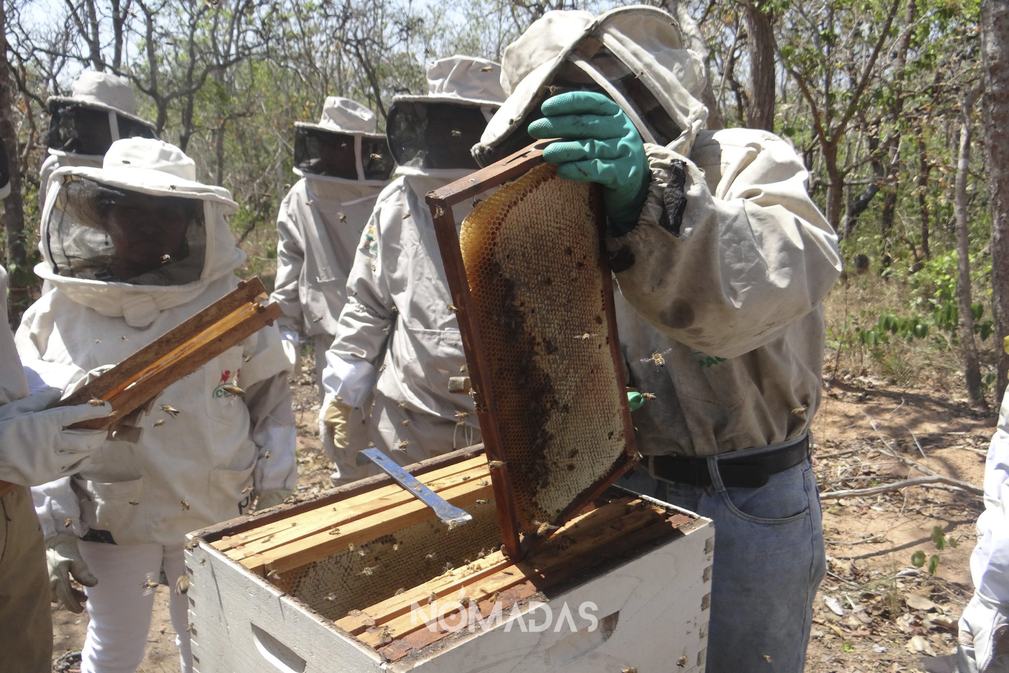 Apicultura ecológica: impulsan el desarrollo sostenible y cambia la ...