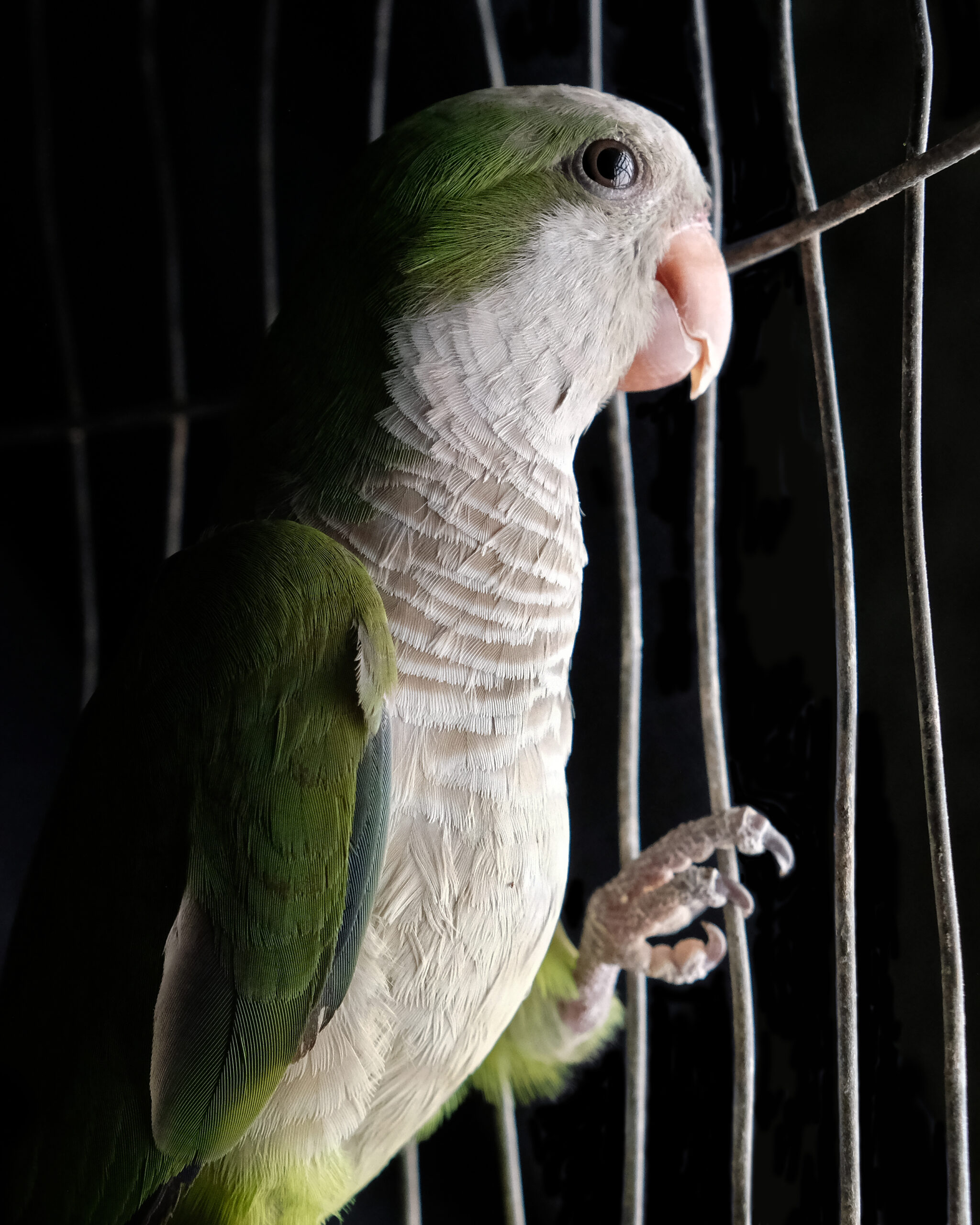 Esta cotorra de Pecho Plomo fue rescatada de un jardín, en el que apareció con las alas cortadas.