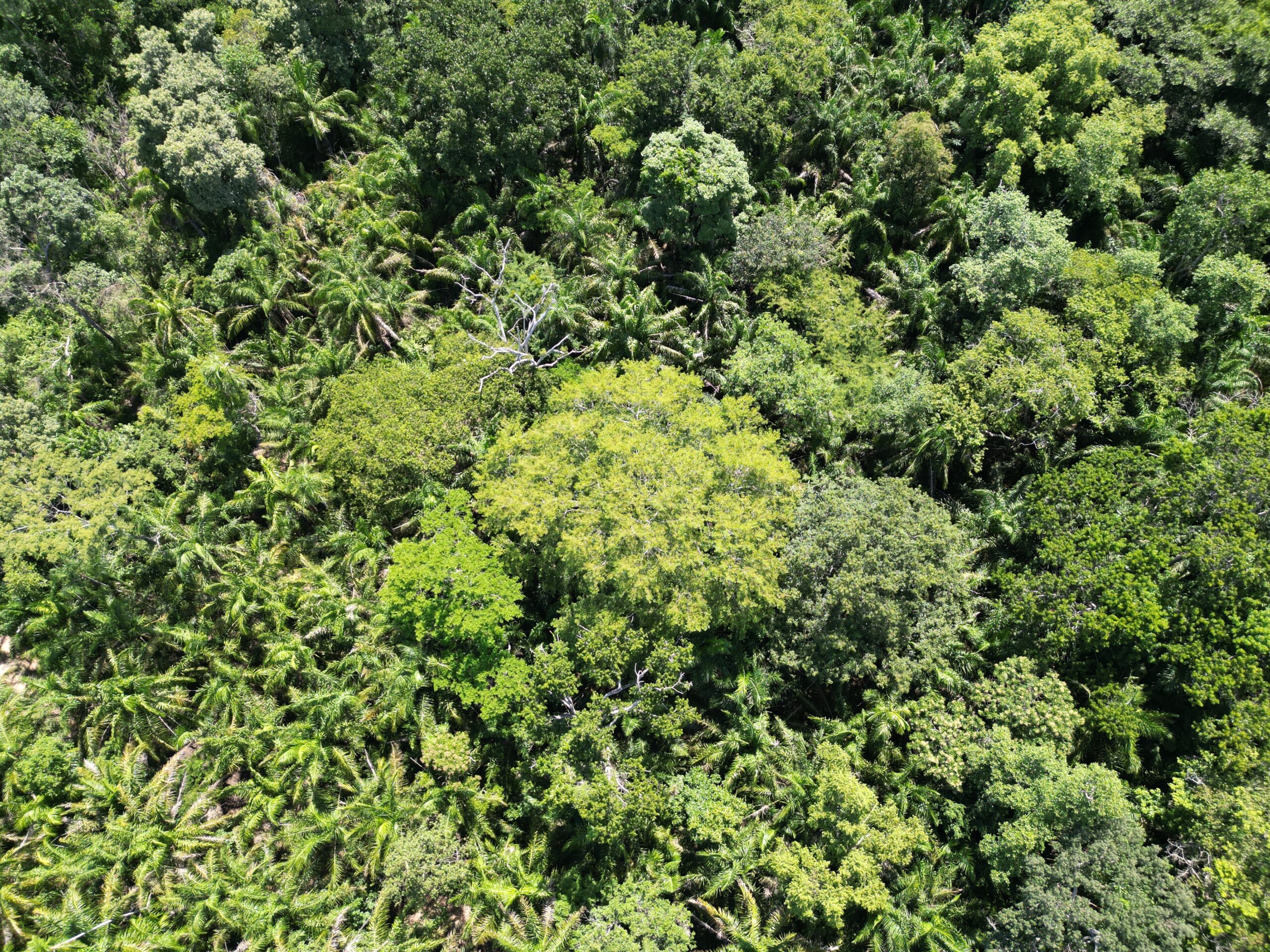 Advierten que el Gobierno evalúa ampliar explotación de maderas tropicales protegidas