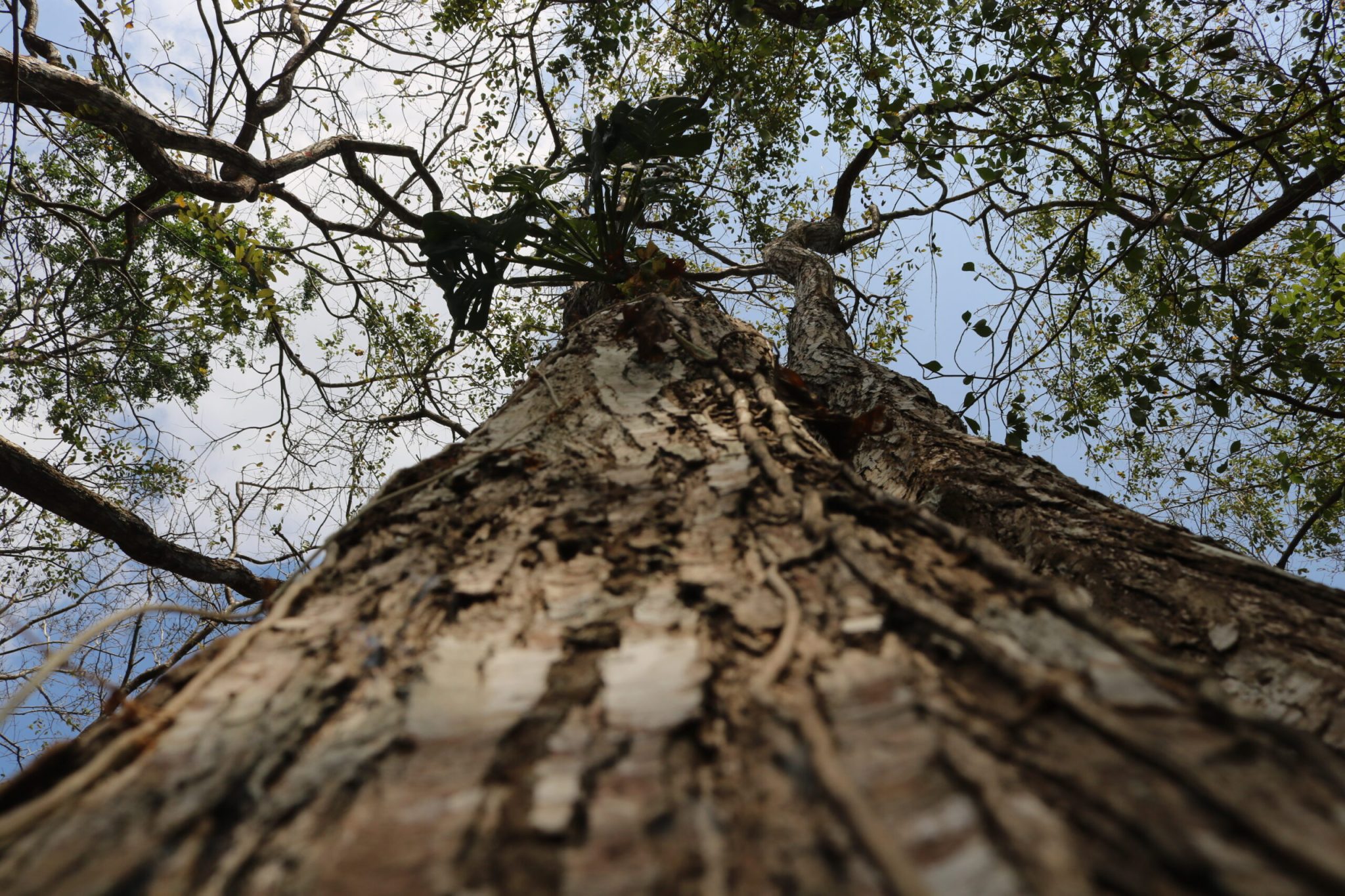 Cocobolo: el árbol que comunidades indígenas intentan rescatar del ...