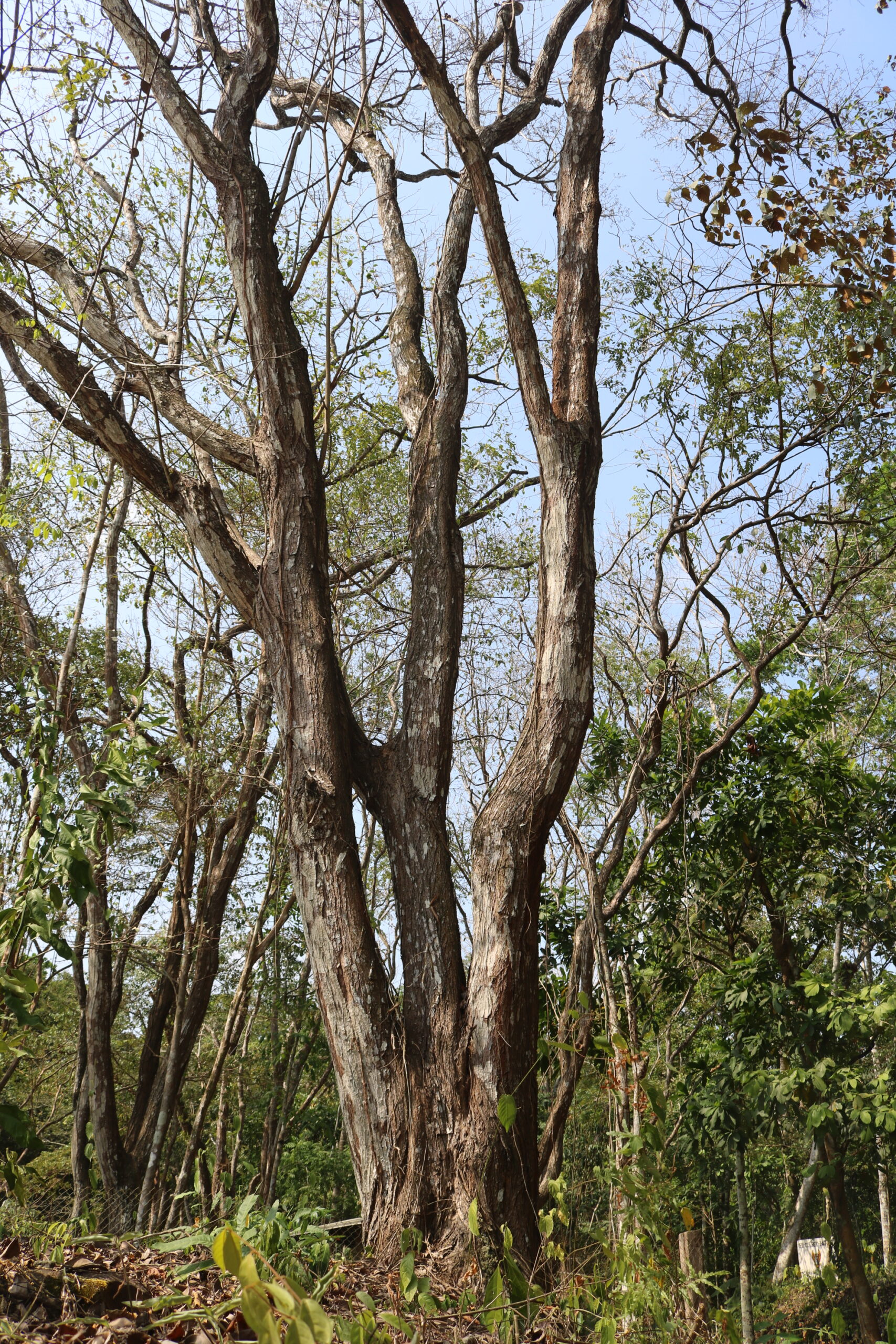 Cocobolo: el árbol que comunidades indígenas intentan rescatar del ...