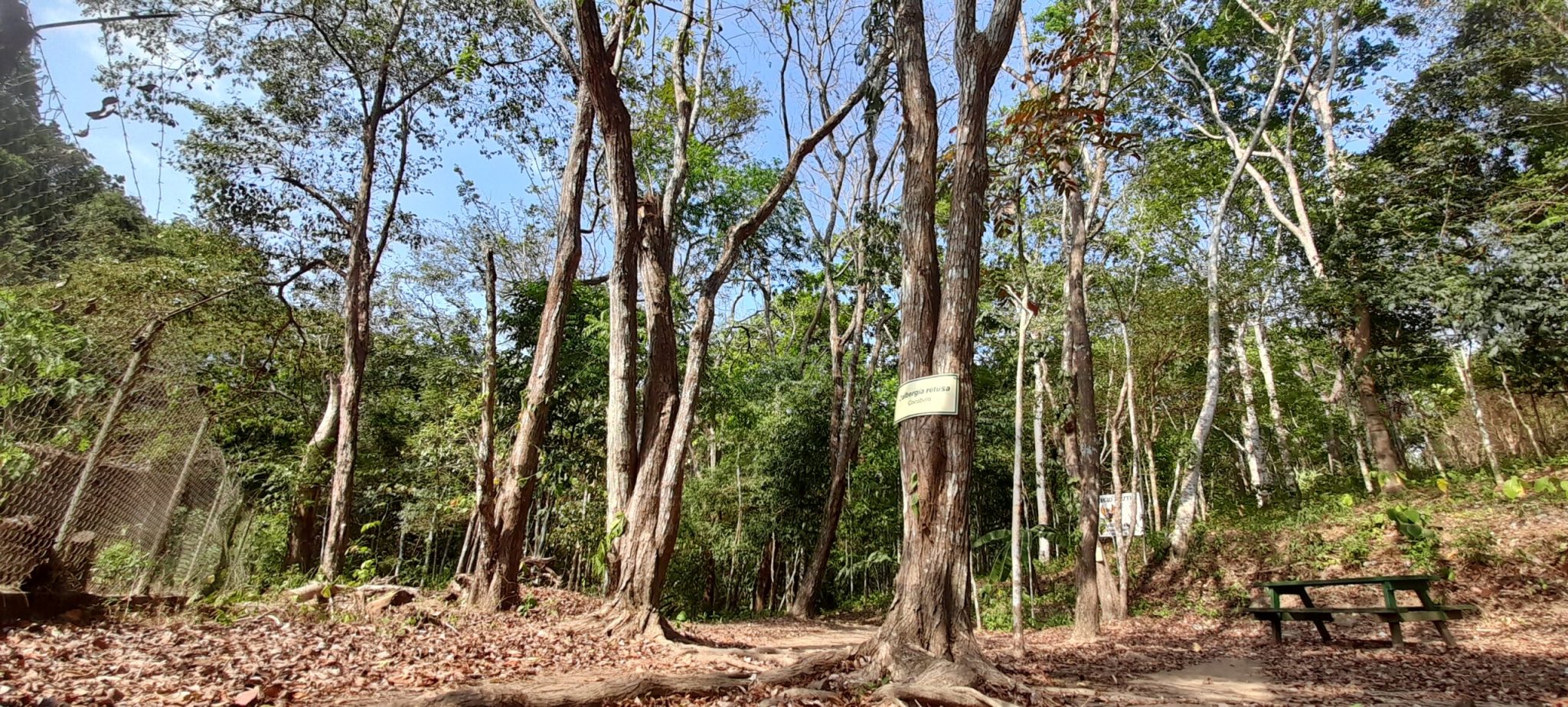 Cocobolo: el árbol que comunidades indígenas intentan rescatar del ...