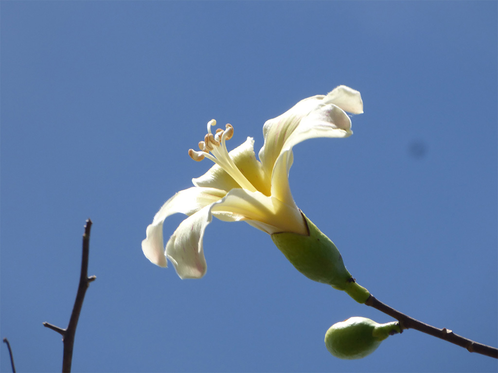 Una flor de la Ceiba guaraní, en su esplendor. Foto: Heinz Arno Drawert.