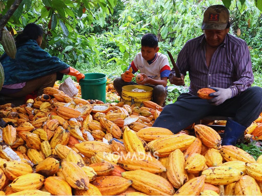 En plena cosecha de cacao, en una de las plantaciones de Alto Beni. Foto: Clovis de la Jaille.