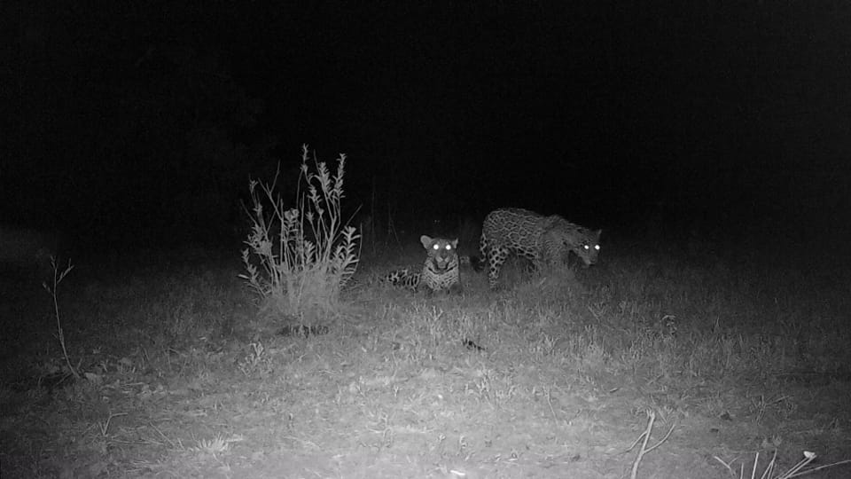 El grito silencioso de la fauna: Incendios y deforestación empujan a los animales a buscar agua y comida