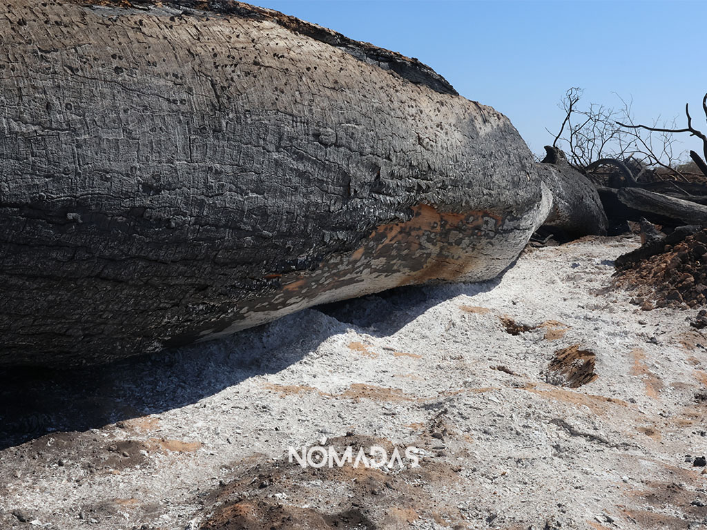 Crisis ecológica en Bolivia: Los senadores que frenaron la ley para proteger los bosques de Bolivia