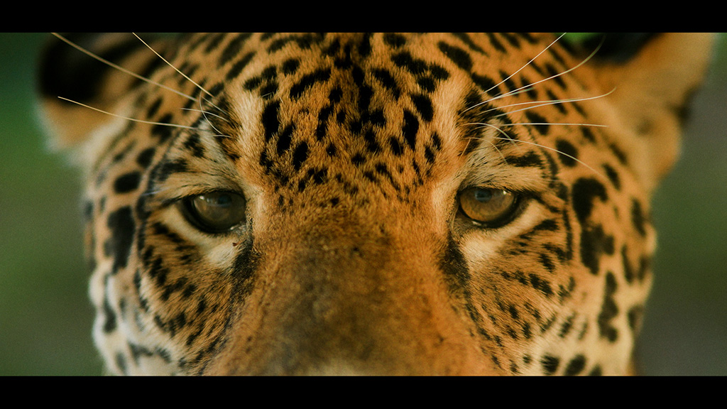 El jaguar, custodio indiscutible del Gran Paisaje. Foto: Maicol Albert.