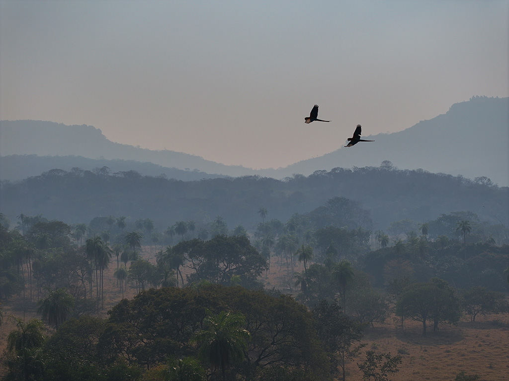 Bolivia en la mira global: Science expone la crisis de los bosques del país