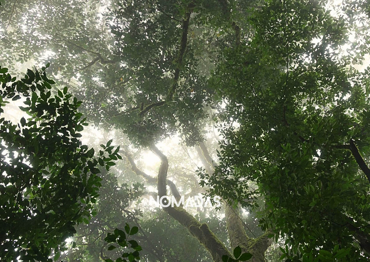 La Amazonia y sus misterios que guarda en su vientre. Foto: Revista Nómadas.