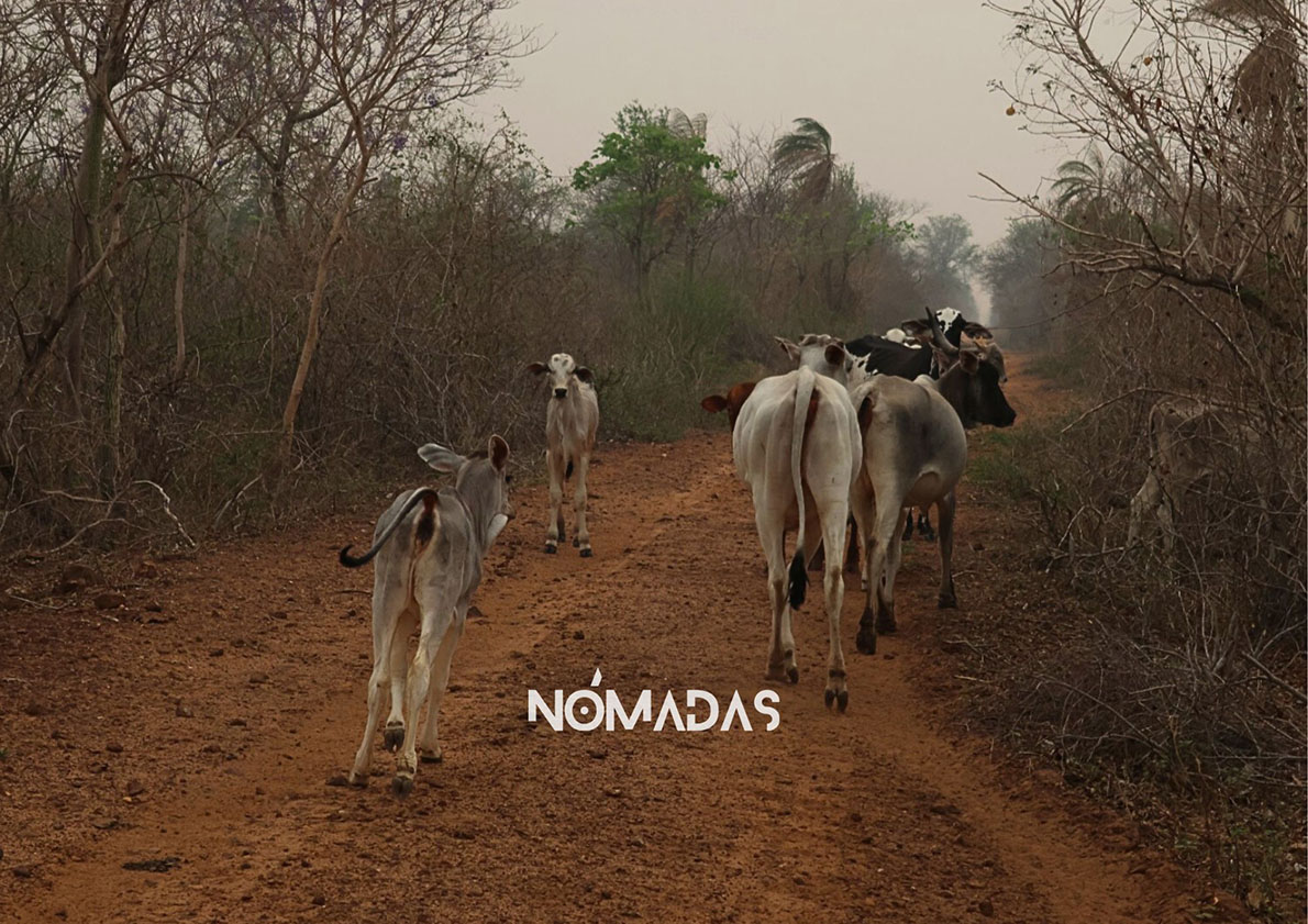 El ganado cruza un camino, mientras se alimenta entre la naturaleza. Foto: Clovis de la Jaille/Revista Nómadas.