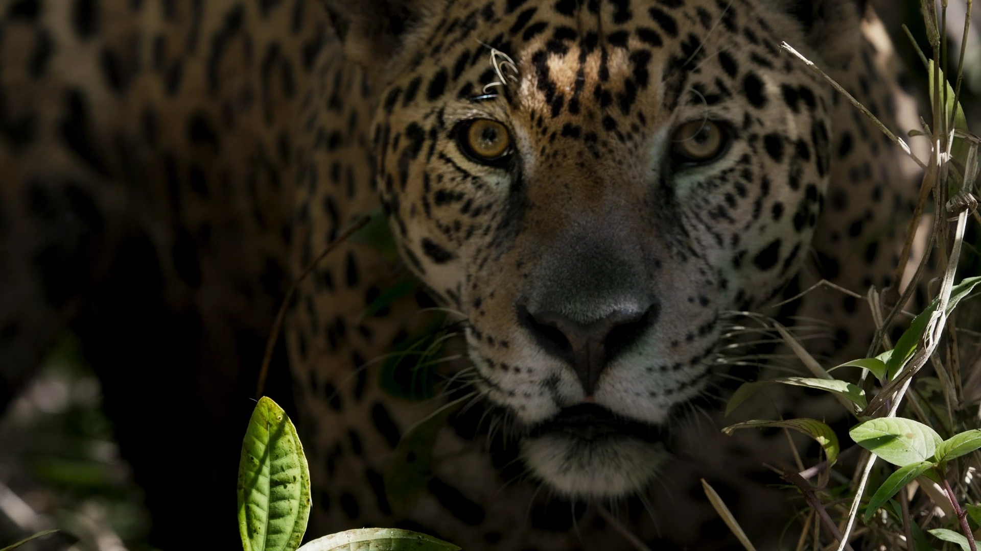 El jaguar, que cada día se queda sin territorio, necesita atención urgente. Foto. Tigre Gente.