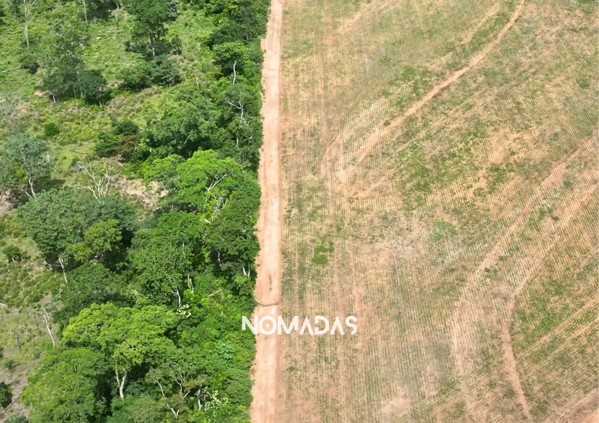 A los bosques le va ganando terreno la deforestación, cada día, cada hora. Foto. Karina Segovia/Revista Nómadas.