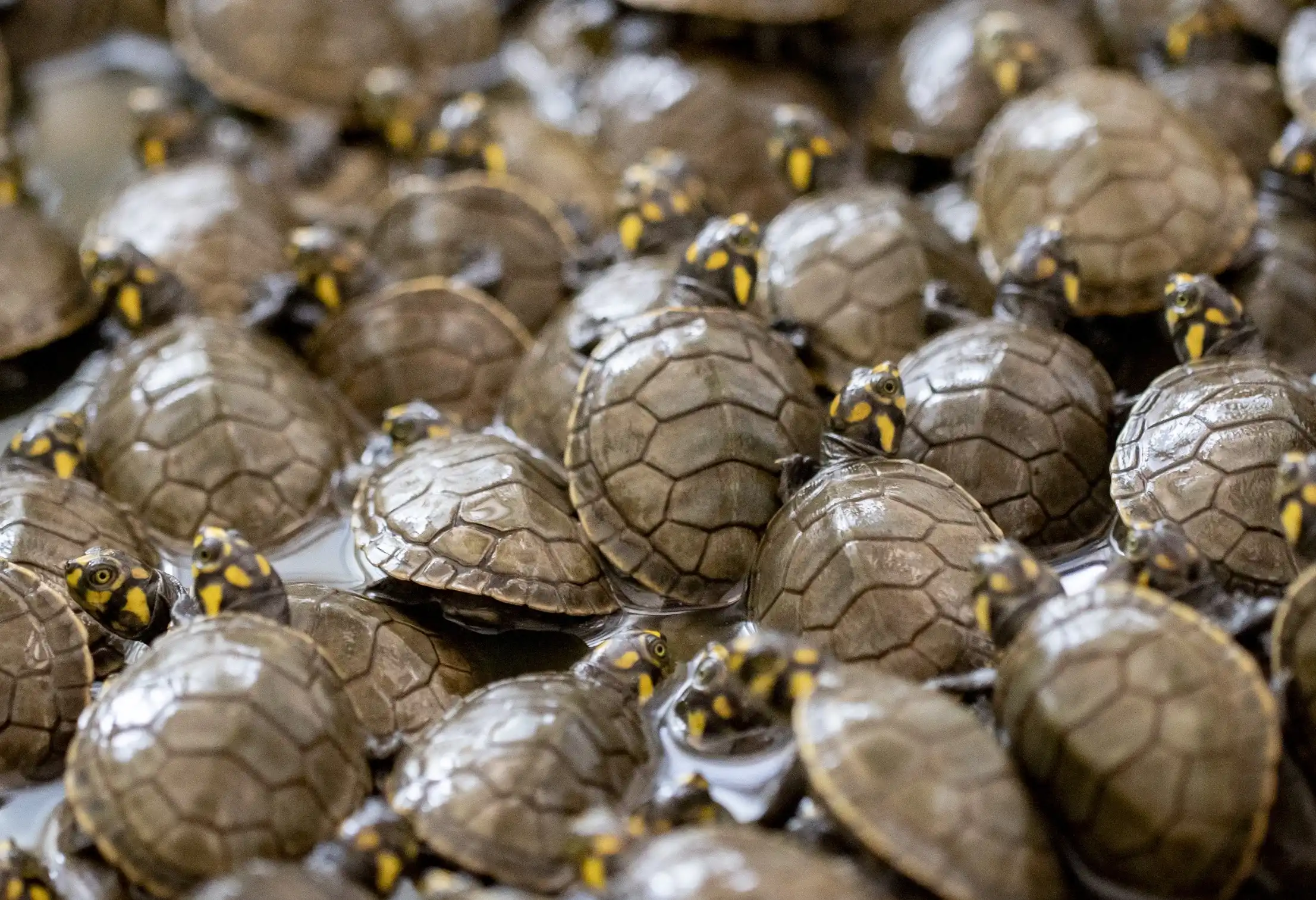 Las petitas son animalitos indispensable para la vida en los ríos y los ecosistemas.