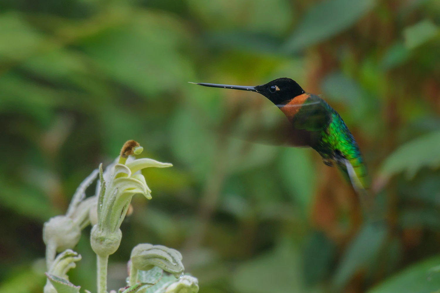 Mauricio Pacheco eterniza el instante mágico de un colibrí.