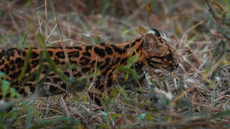 Suyana volvió al bosque: un rescate que revela la fragilidad y la esperanza de nuestra fauna silvestre
