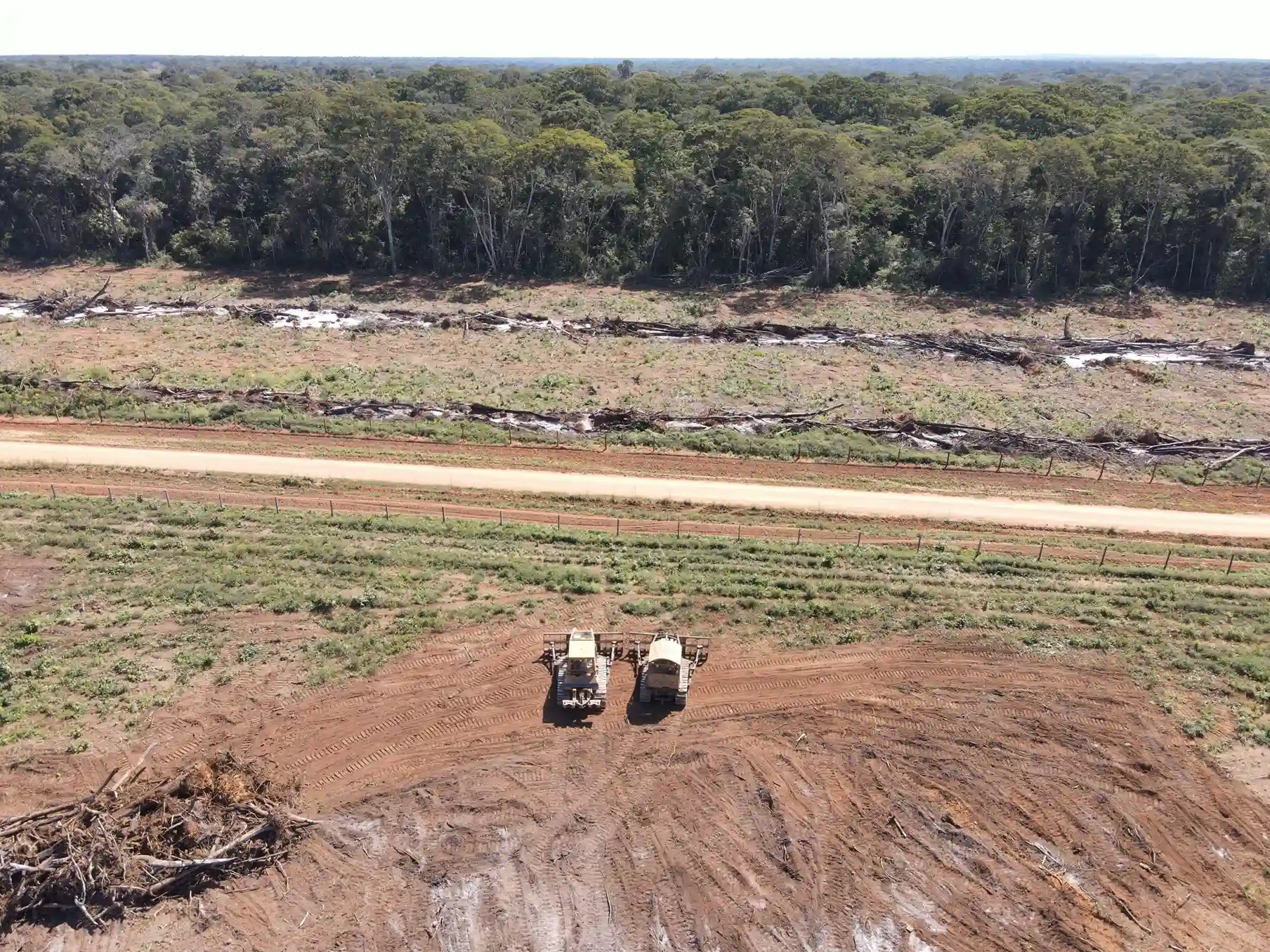 Con el suelo ya devastado a sus espaldas, dos orugas acechan el bosque aún en pie. Foto: Revista Nómadas.