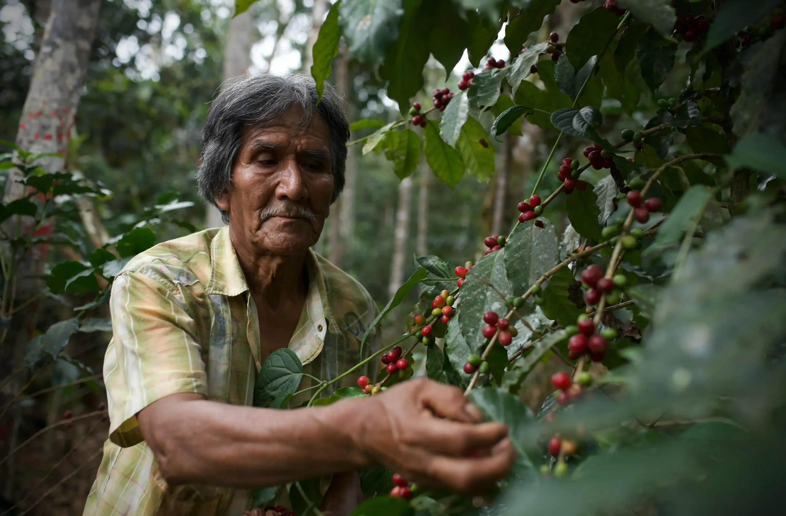 Parque Nacional Cotapata: El café que protege al bosque y abre las puertas al turismo vivencial