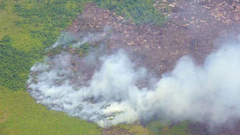 Incendios forestales en Pando: la línea invisible entre producir y destruir