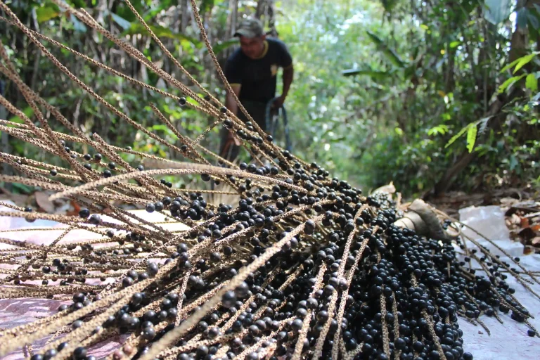 El primer Día del Bosque Seco Chiquitano estrenó la nueva ley que busca salvaguardar un ecosistema vital para el mundo