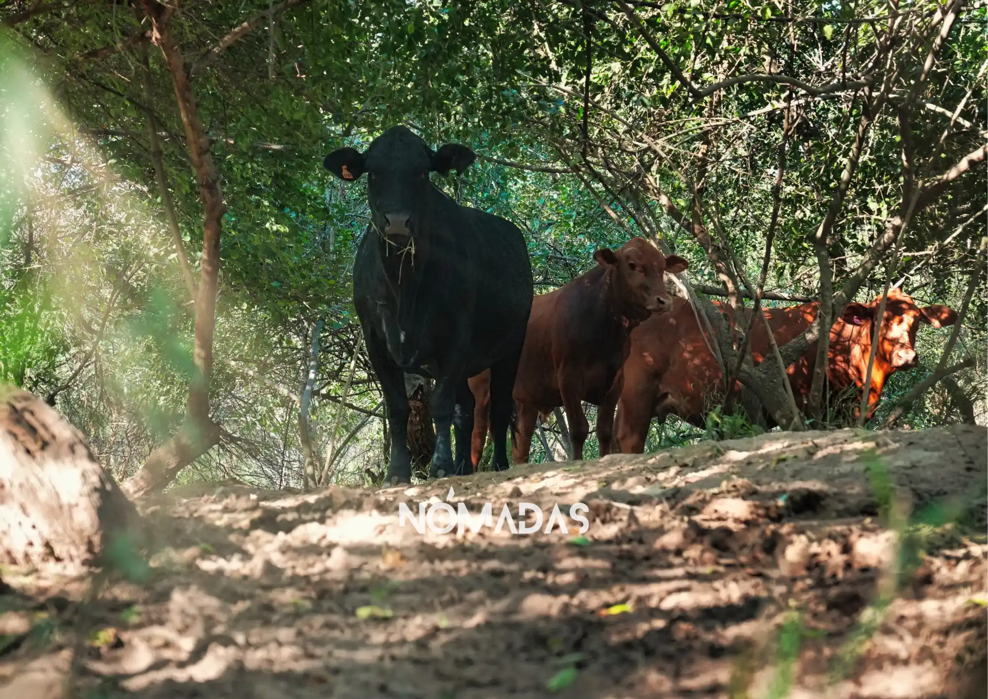 Los ganaderos del Gran Chaco saben que el bosque es aliado y clave para la ganadería responsable. Foto: Erico Segovia/Revista Nómadas.