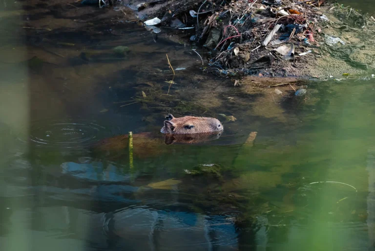 La capibara solitaria del Canal Isuto: entre la viralidad y el olvido ambiental en Santa Cruz de la Sierra