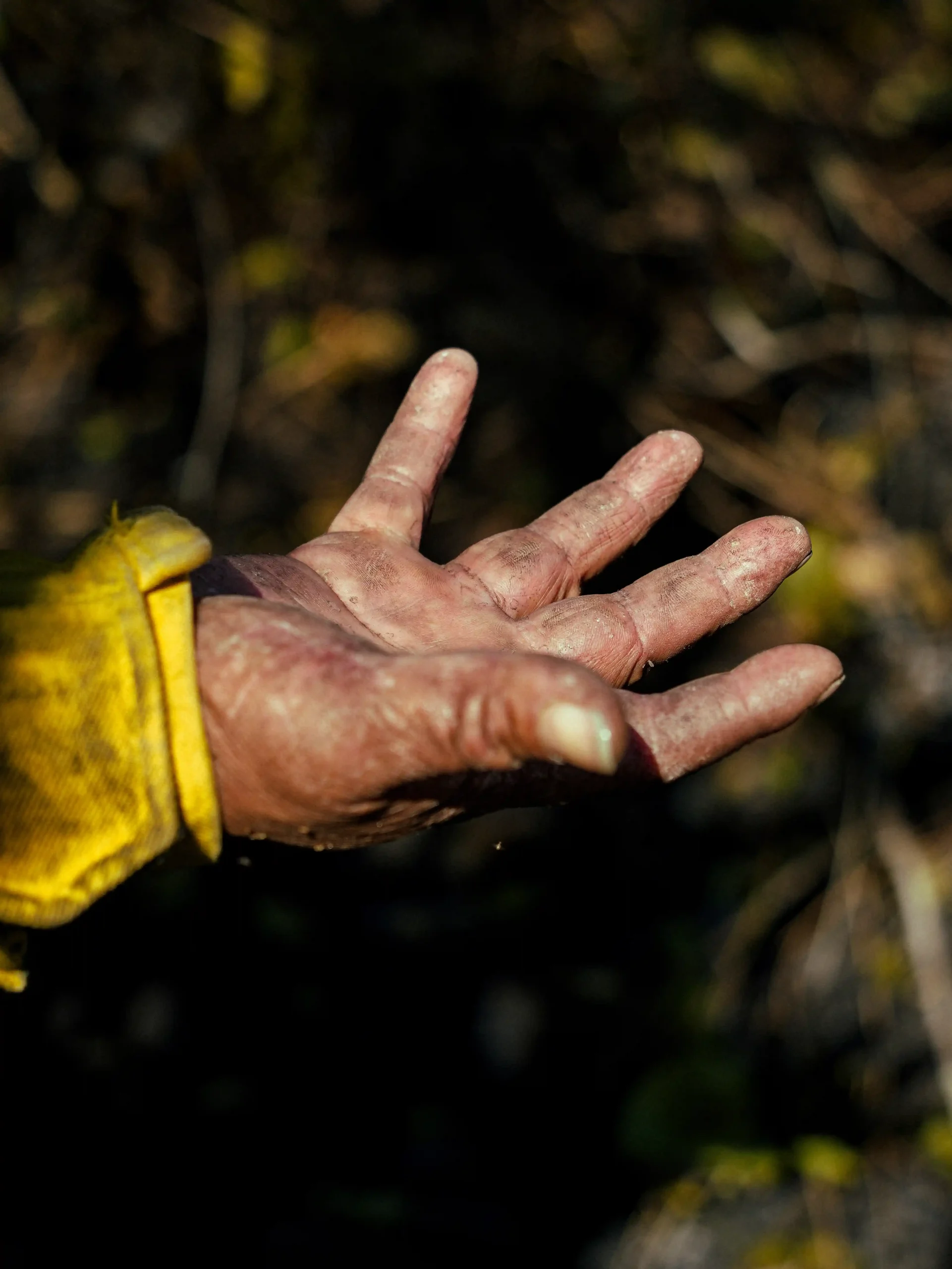 Manos extendidas que buscan aliviar las heridas del machete, pero que muestran una fortaleza nutrida por las cicatrices de victorias que se van ganando en los incendios. Foto: Fundación NATIVA.