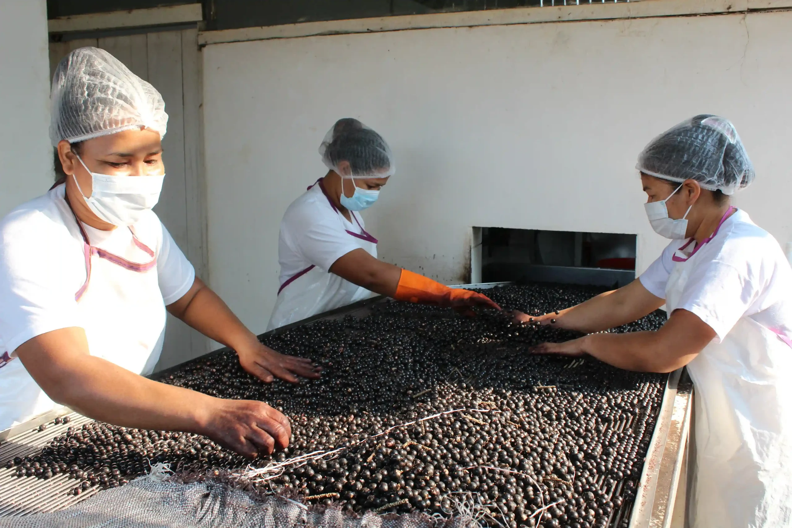Trabajadoras de-Porvenir hacen el-limpiado de la fruta del asaí en la planta despulpadora. Foto: Clovis de la Jaille.