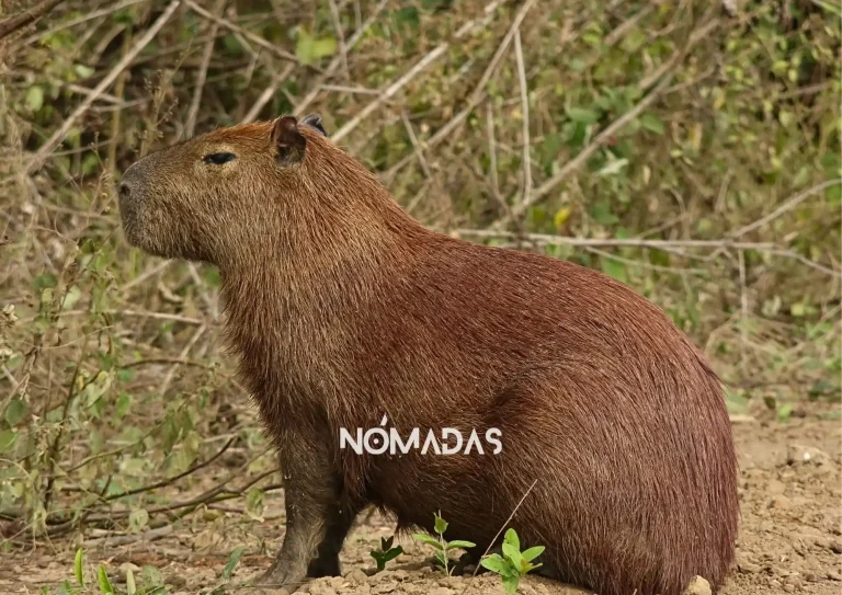 ¿Capiguara, capivara o capibara?