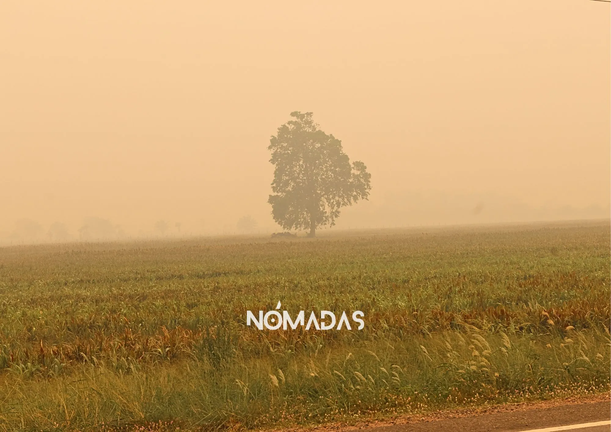 3-Editorial Un árbol solitario resiste mientras el humo de los incendios forestales cubría los campos. La crisis ambiental es un síntoma de la impunidad y la falta de una auditoría agraria urgente. Foto: Erwin Serato/Revista Nómadas.