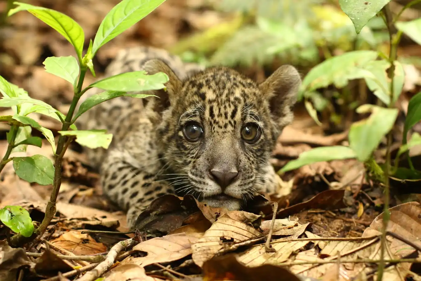 Kusiy, un jaguar macho rescatado hace casi 15 años. Su madre fue asesinada para el tráfico de su piel en el Chapare. Foto: CIWY.