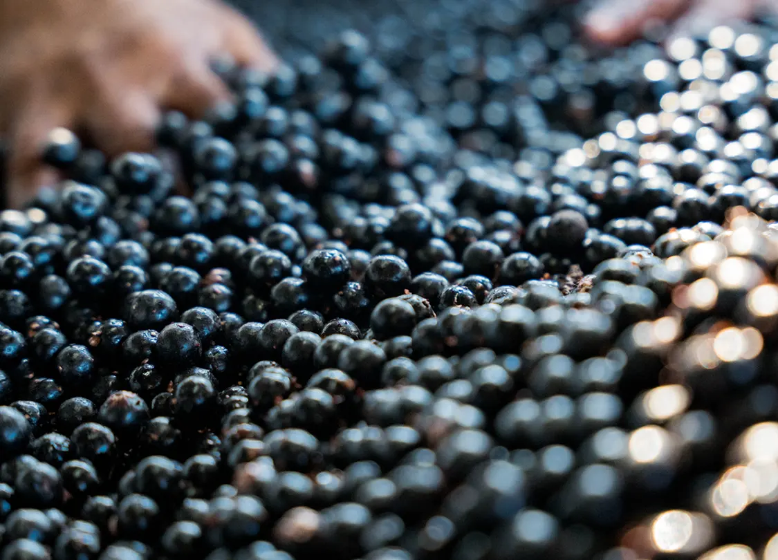 el asai boliviano de porvenir 01 El fruto morado de tendencia sigue creciendo en el mercado internacional. / Foto : Andrés McLean/@Theboliviantraveler.
