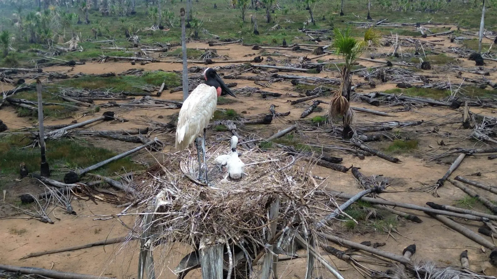 vecinos que habitan el bosque amazonico boliviano 01 En lo alto de su nido, el tuyuyú (Jabiru mycteria) alimenta a sus crías rodeado de un paisaje herido. Las palmas reales, que antes sostenían su hogar, hoy son ceniza. Donde el fuego arrasó más de cinco mil hectáreas, solo queda el dolor de no entender quién vino a quemar su hogar. Si el bosque desaparece, también lo hará su vuelo. La migración forzada de un ave es un crimen invisible. / Foto: Rolvis Pérez.