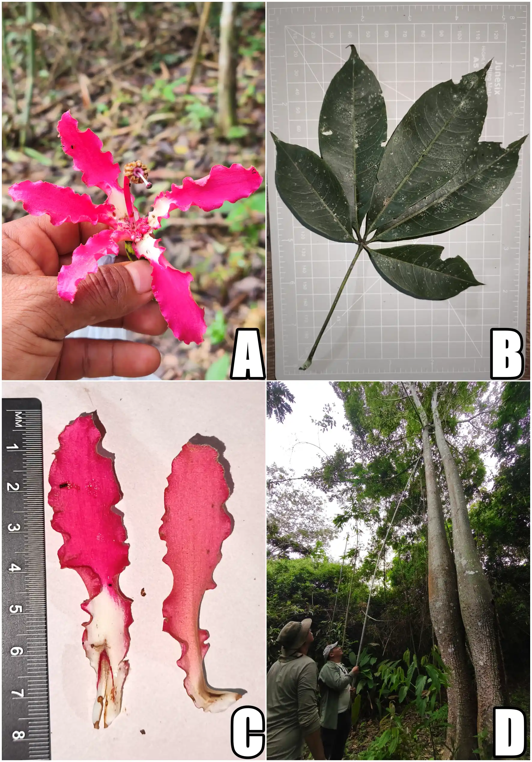 Figura-1 Ceiba lupuna. A: Flor. B: Hoja. C: detalle de los pétalos, nótese las ondulaciones de
los margenes. D: Porte del árbol, nótese el menor abultamiento del tallo. (Fotografías: J.C.
Catari).