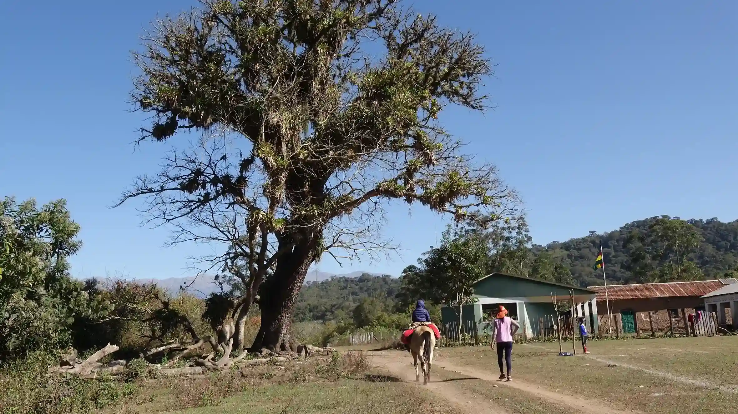 El árbol de Timboy del que Ebelio se lanzó con sus alas extendidas. Foto: Karina Segovia/Revista Nómadas.