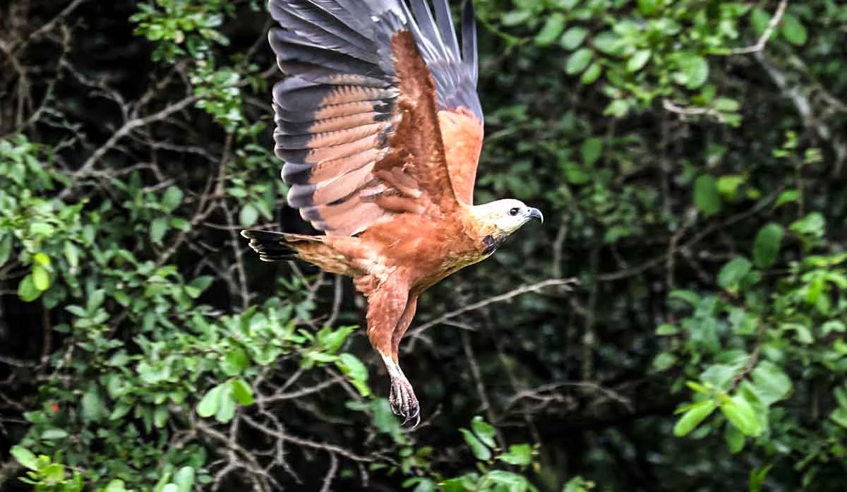 El Aguilucho pescador (Busarellus nigricollis) suele vivir en los humedales de Bolivia. Foto: Rhett A. Butler.