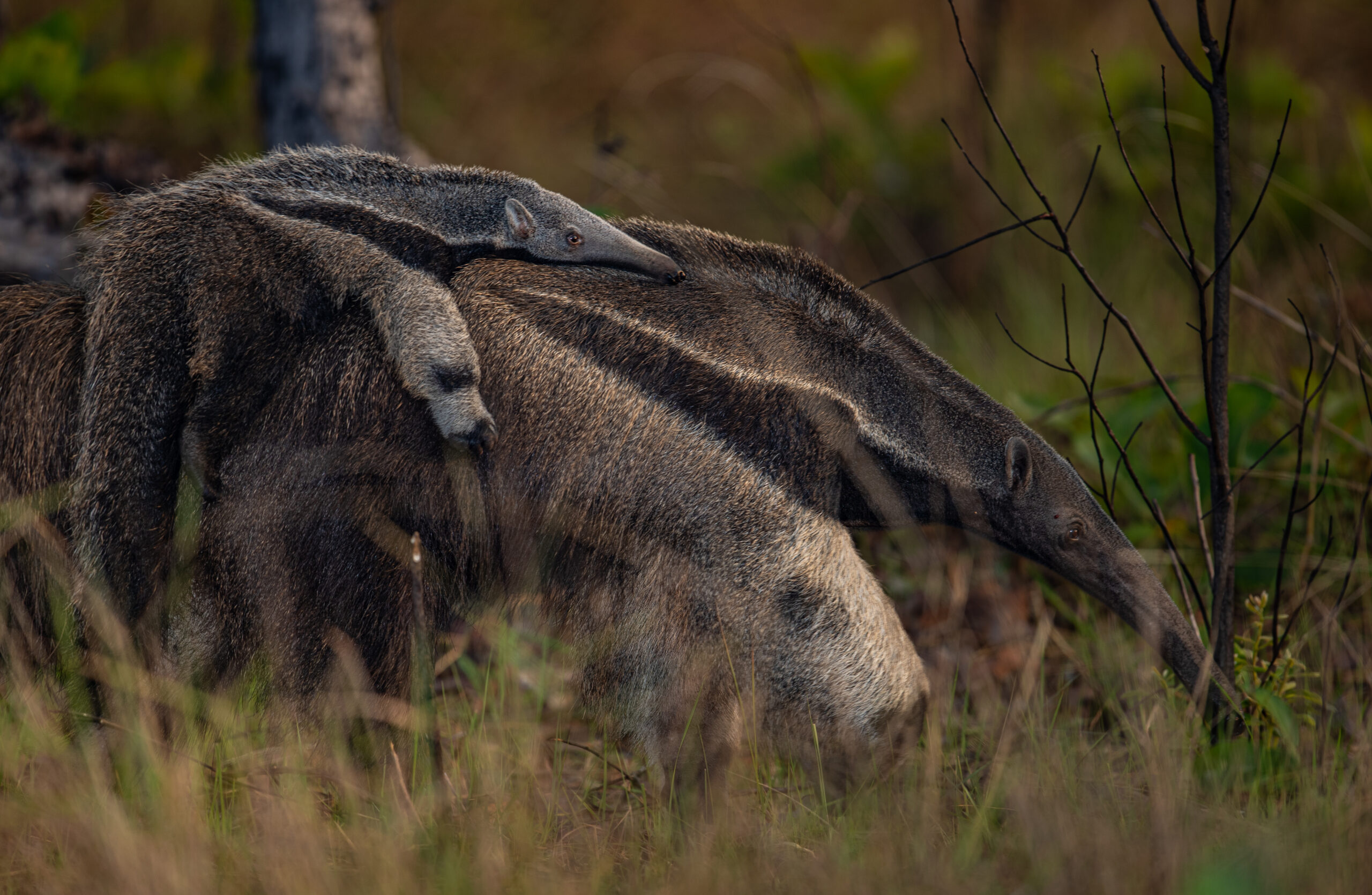 Un Oso Bandera. Imagen : Rob Wallace-WCS.