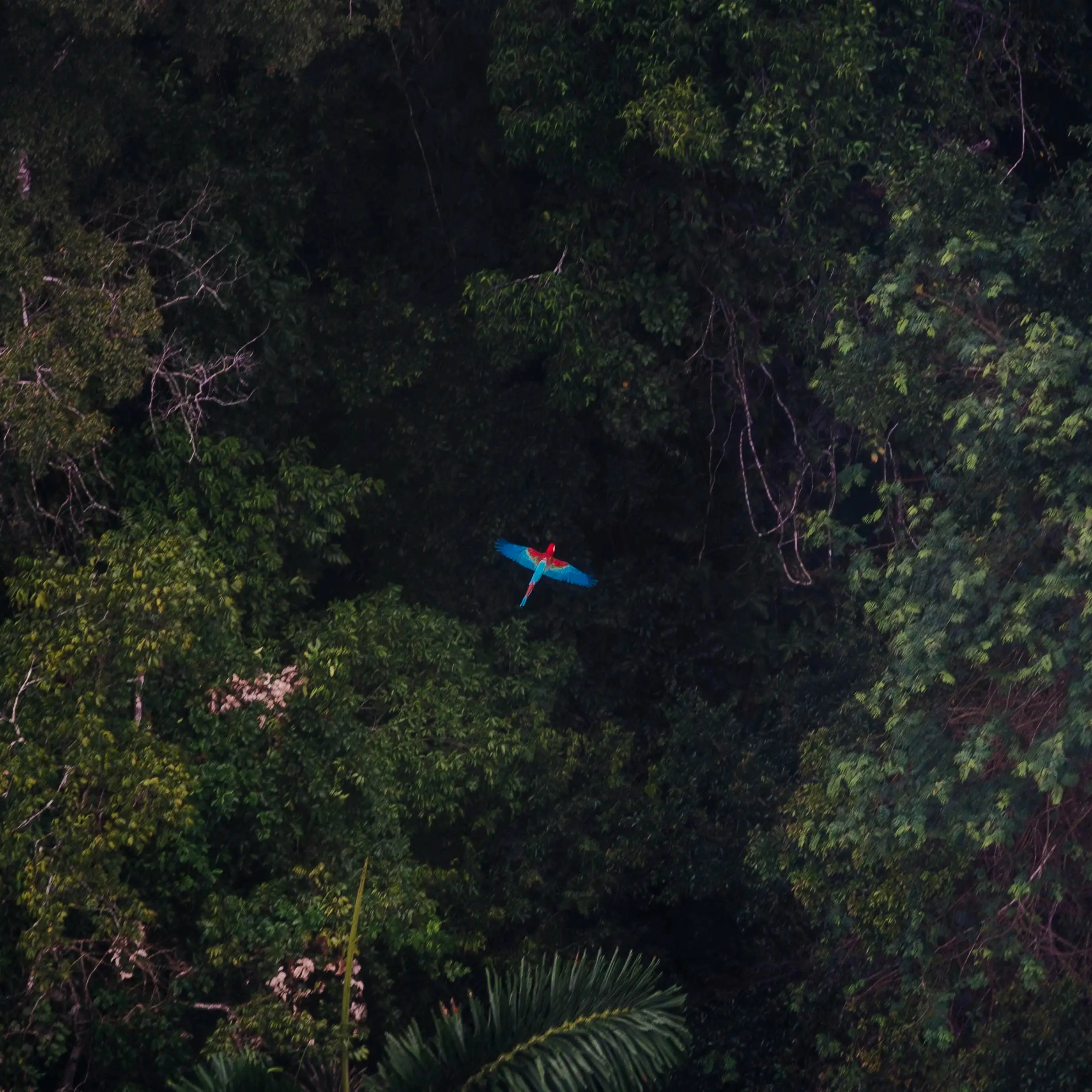 El Tipnis. Fuente de una riqueza natural extraordinaria. Foto: Daniel Coimbra.