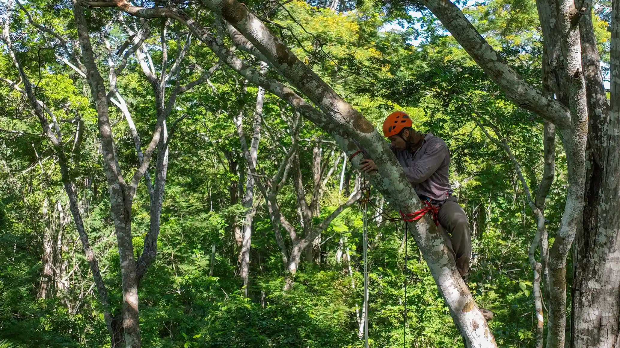 Instalación de trampas cámaras en el Centro de Estudios del Bosque Seco Tropical Alta Vista, de la Fundación para la Conservación del Bosque Chiquitano (FCBC).