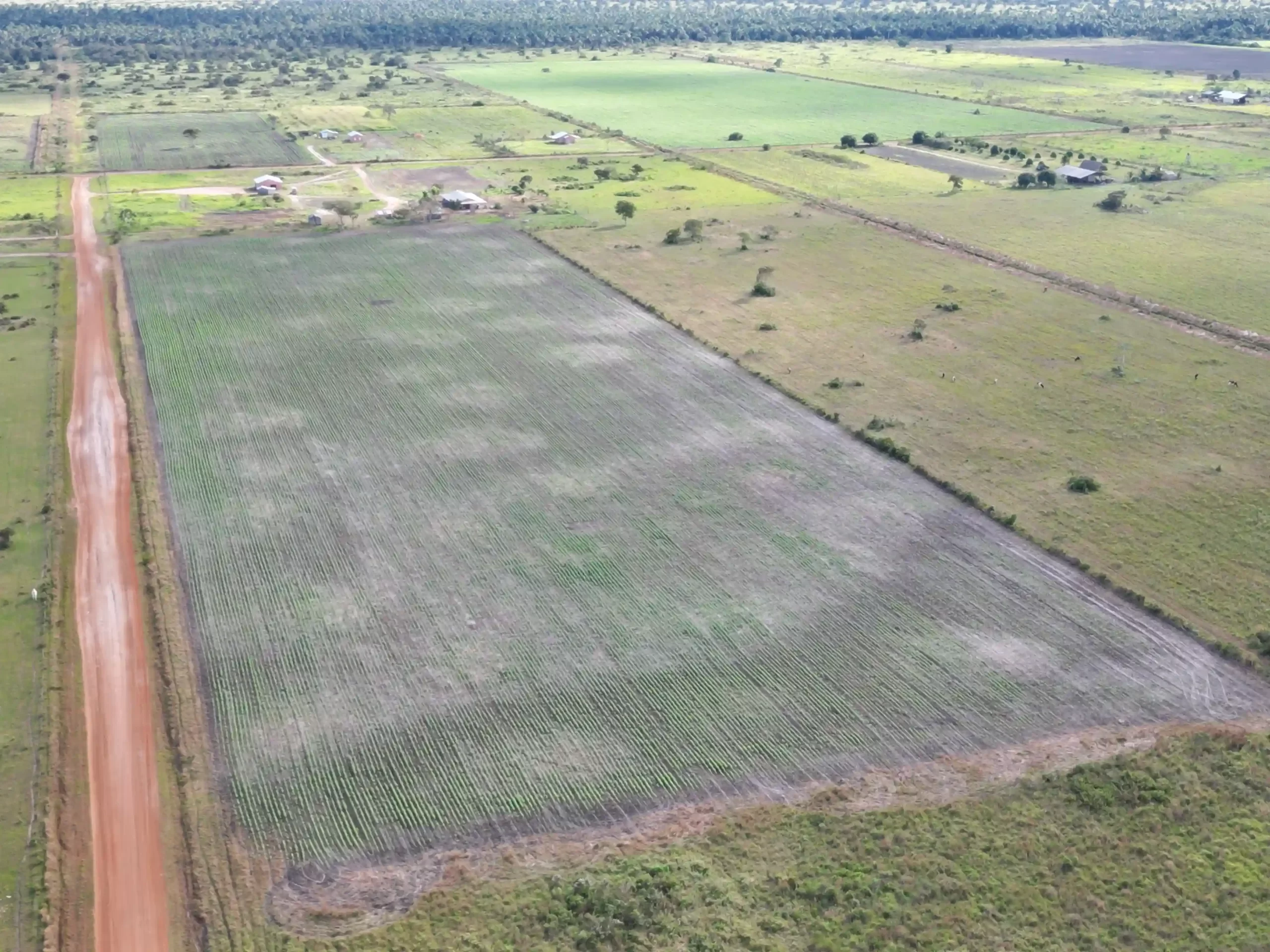 SOYA La producción de soya se ha consolidado como uno de los pilares del modelo agroextractivista en el país. Foto: Revista Nómadas.