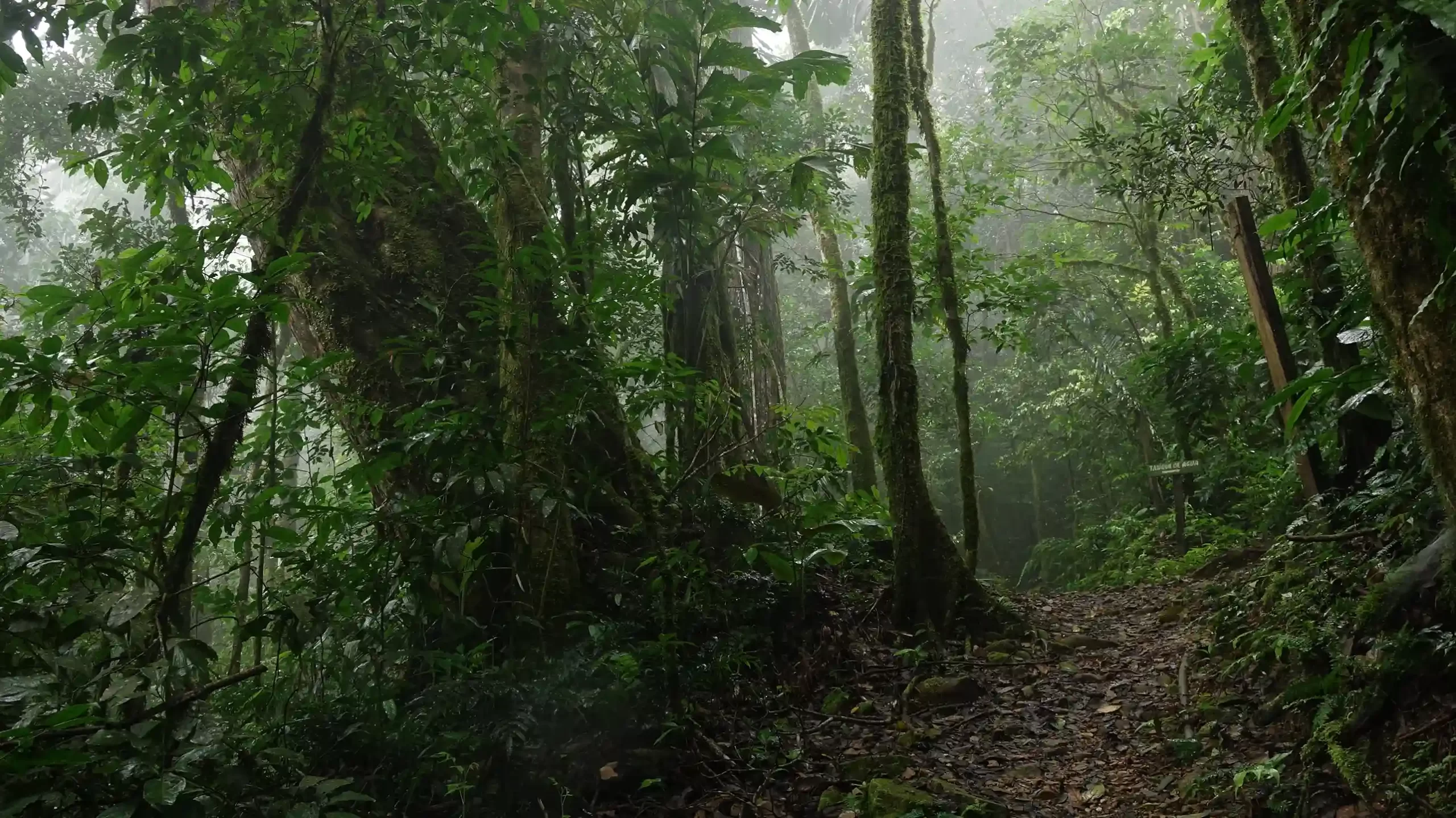 La mágica de la Amazonía, eternizada por la cámara de Revista Nómadas. Foto: Karina Segovia.