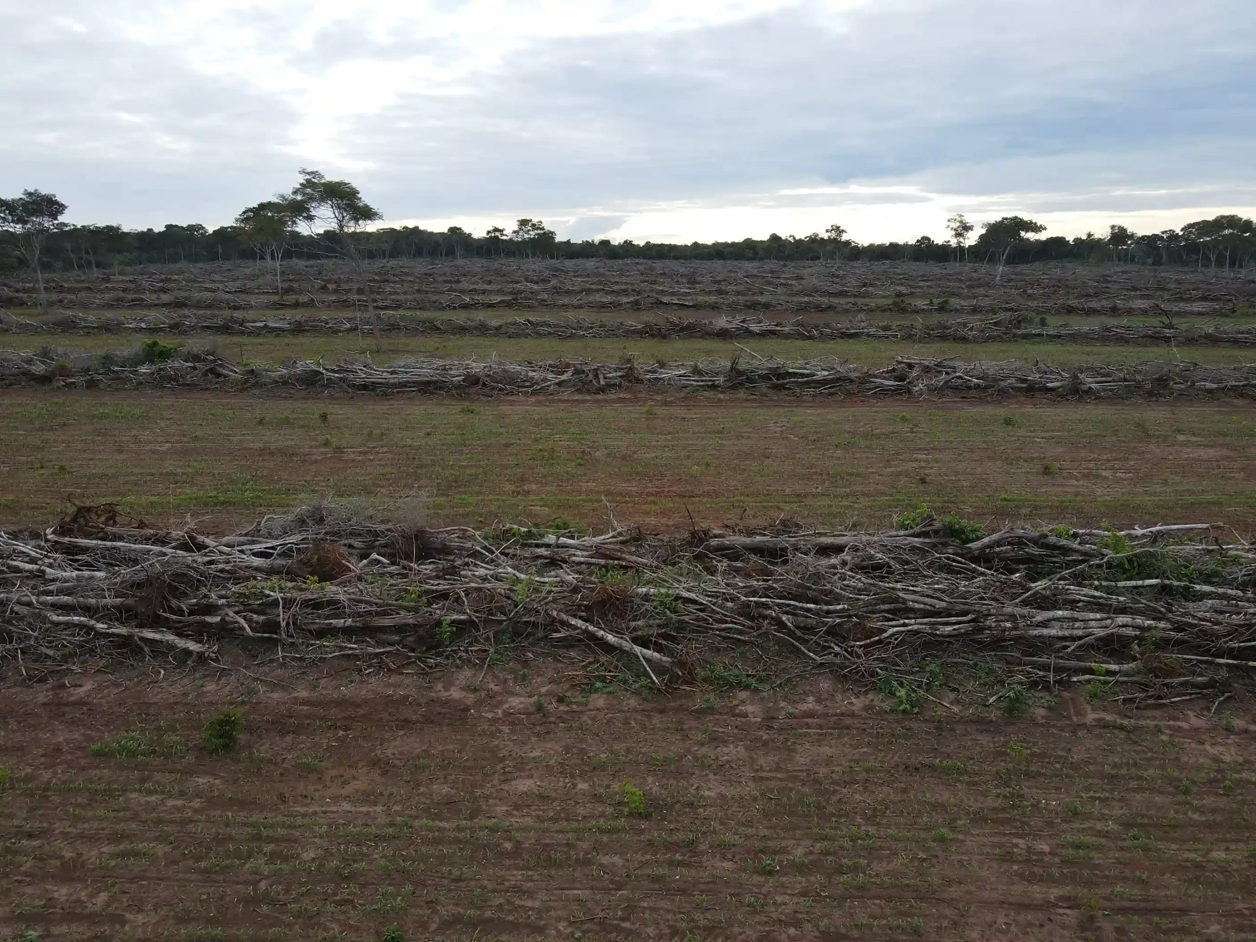 Beni emerge como nueva frontera de deforestación, mientras Bolivia vuelve a ser el segundo país con mayor pérdida mundial de bosque primario