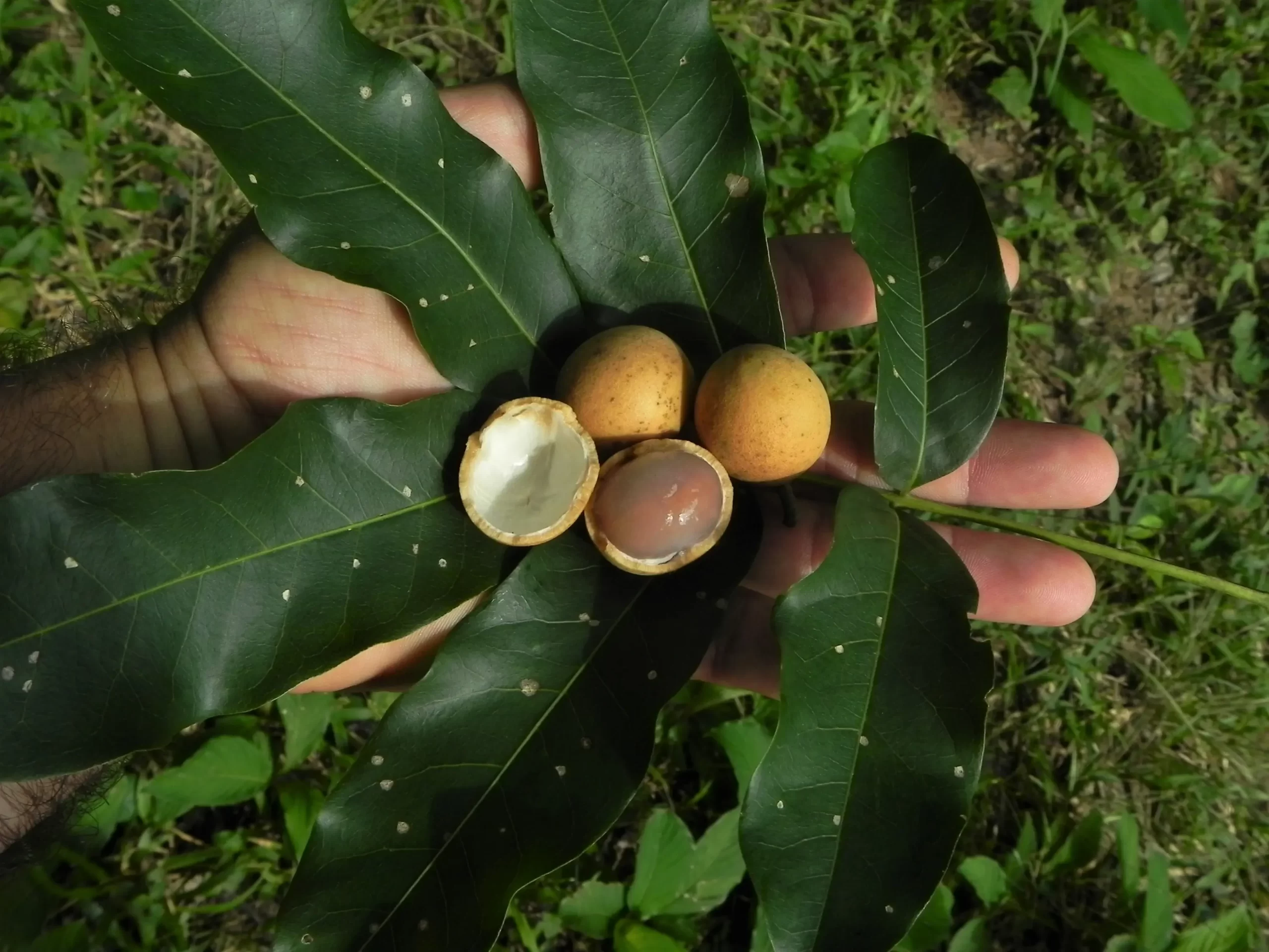 Pitón, una fruta que el bosque Chiquitano regala a Bolivia.