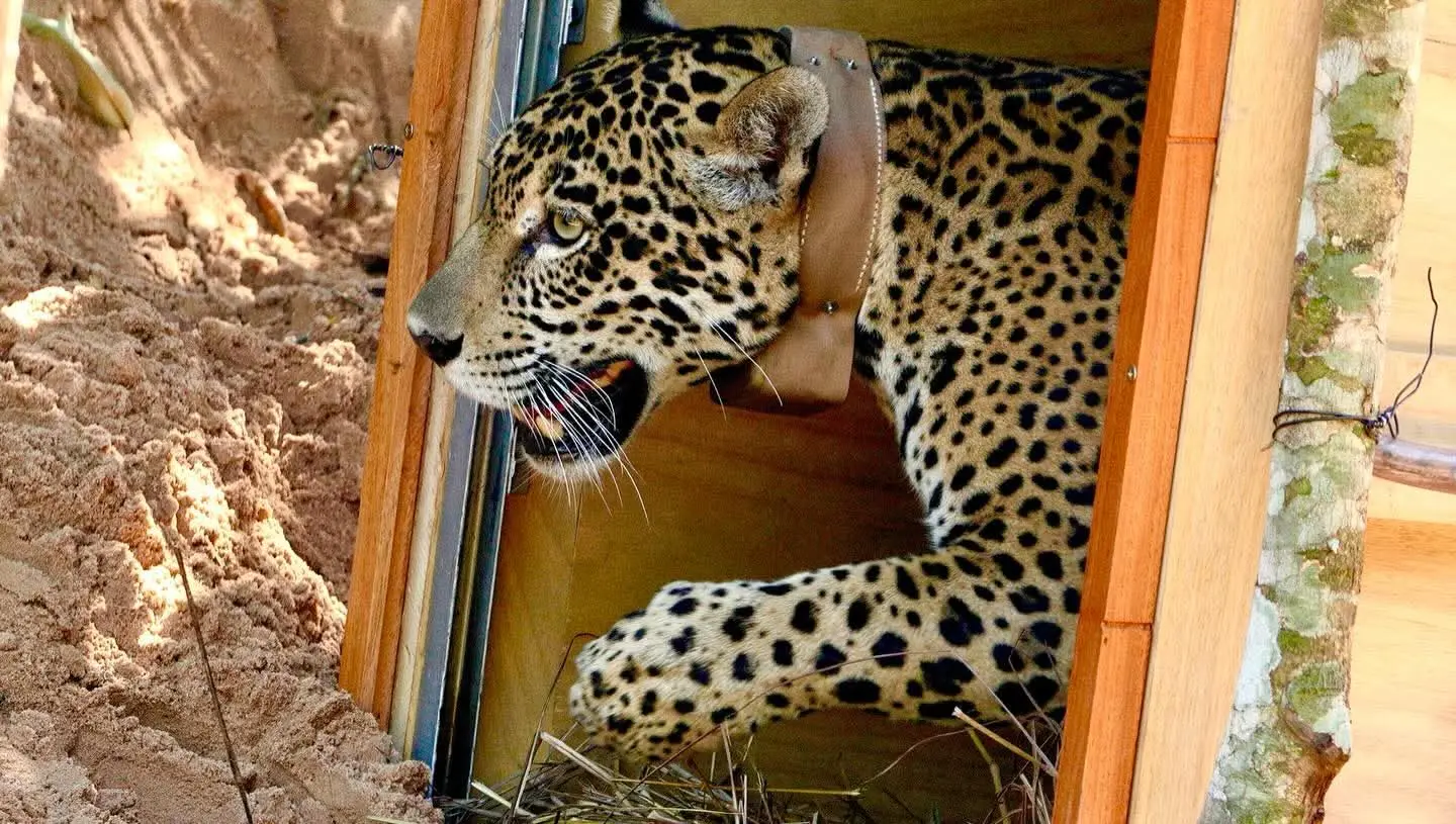 De las cenizas a la libertad, la jaguar Yaguara vuelve a reinar en la Amazonía
