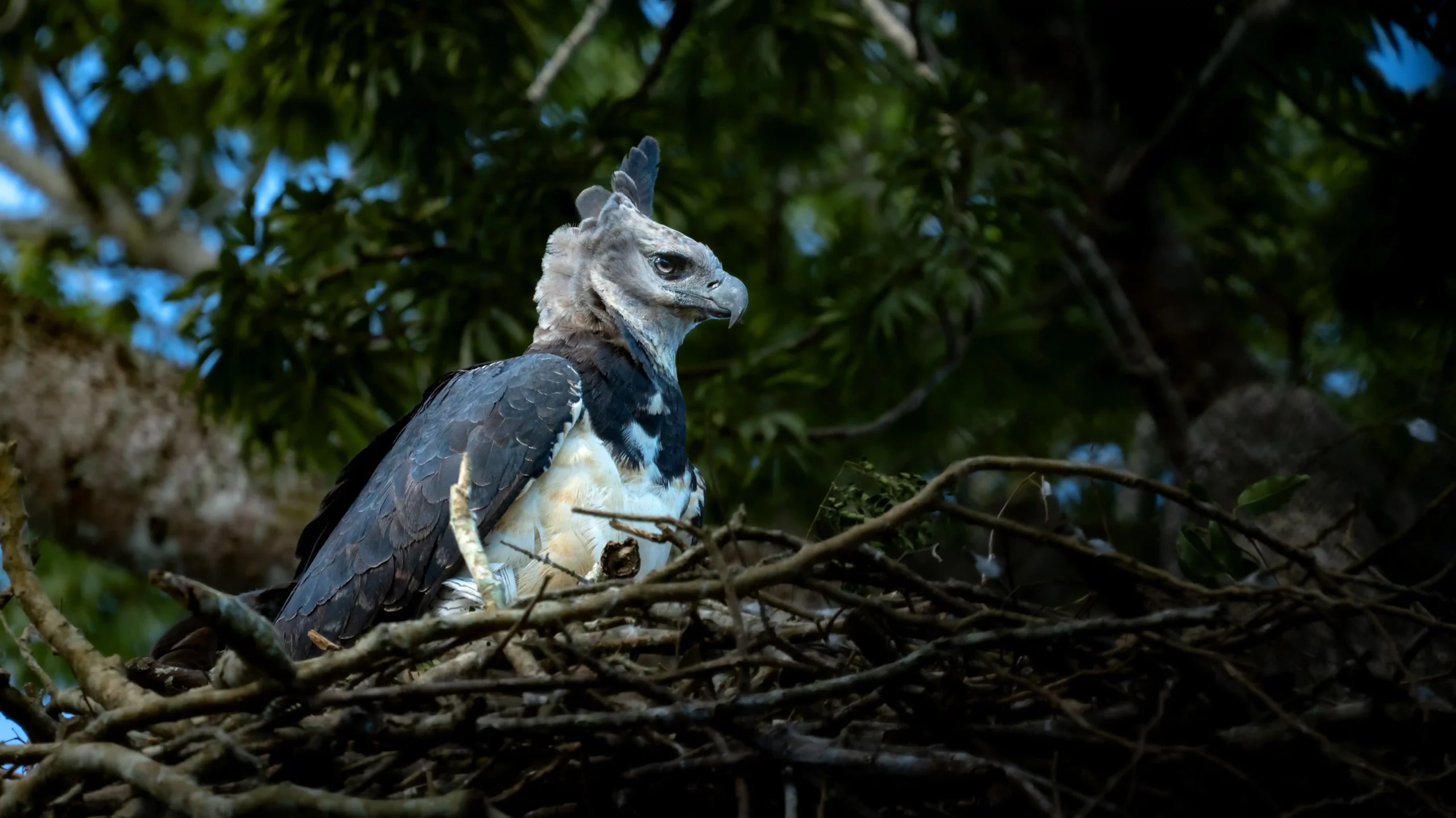 ‘El Nido’: el documental que retrata la épica travesía para documentar al águila arpía