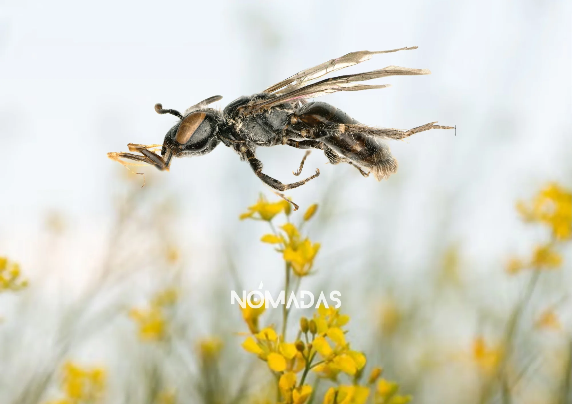 Descubren una nueva especie de abeja en Bolivia y revelan un linaje oculto de los Andes